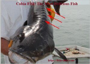cobia fish|Cobia Fish: The Most Delicious Fish You Are Missing Out On!.